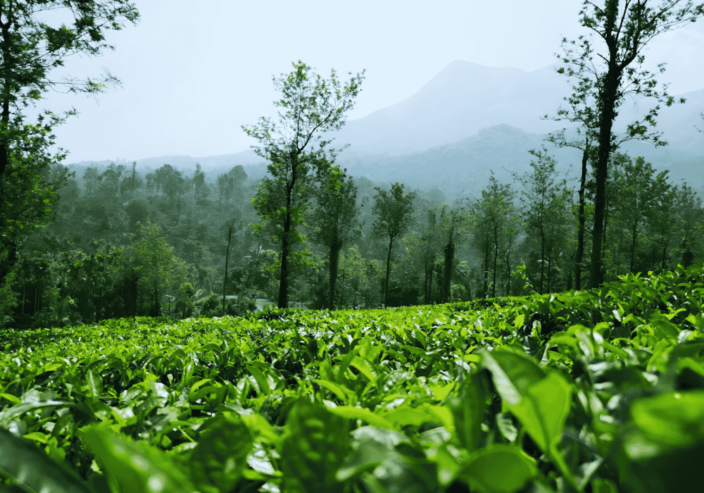 Untitled design(295)