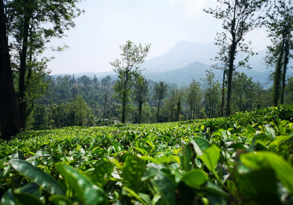 photo-1585406800706-8d89d1f5ec53